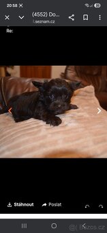 Prodám Jokšírský teriér čokoládový s pp - 4