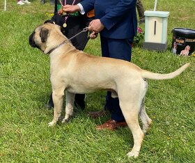 Bullmastiff na krytí - 4