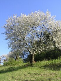 DŘEVINY - OCHRANA A PÉČE - elektronická příručka - 4