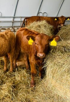 Mastná telata Angus – jalovičky na výkrm i do chovu (8 ks) - 4