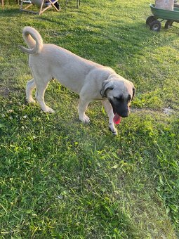 Kangal, pastevecký pes - 4