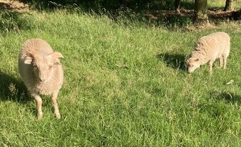 Ouessantská/Quessantská mini ovce - bílá jehnička a beránek - 4
