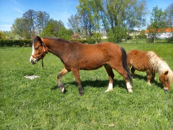Welsh Mountain pony - 4