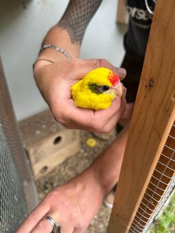 Kakariki - 4