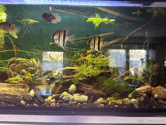 L600Pleco,L114 Pleco, Manacapura - 4
