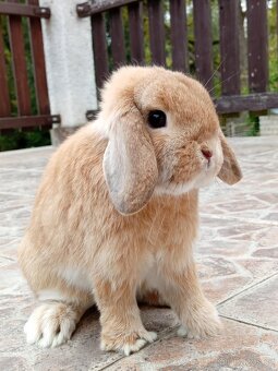 Volný Sameček - Anglický Zakrslý Beránek MiniLop🍑🧡🤍 - 4
