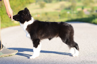 Border kolie s PP - 4