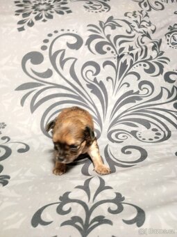 Štěňátko čivavy - 4