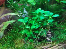 Akvarijní rostliny - 4