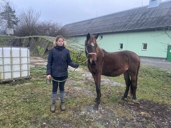 Klisna, kobyla, kobylka 50% Lusitano /Čsp na jaře 3roky - 4