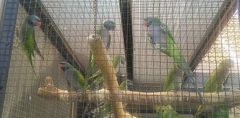 alexandr činský - 4