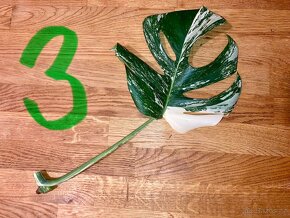 VYPRODÁNO Monstera albo variegata panašovaná bílá deliciosa - 4