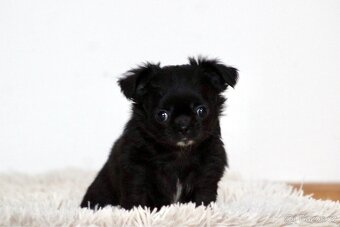 Čivava dlouhosrstá PP FCI - 4