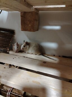 Osmak degu mlade - 4