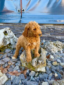 Pudl stredný pudlik - 4