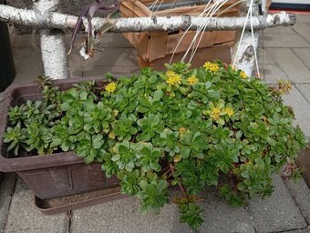 Rozchodníky, trvalky - 4