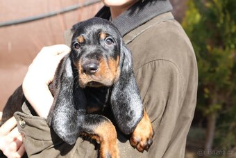 Šteniatka Black and Tan Coonhounda na predaj - 4