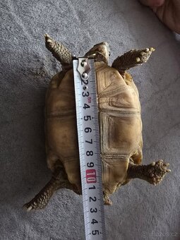 Želva Uhlířská - 3 léta mláďata - 4
