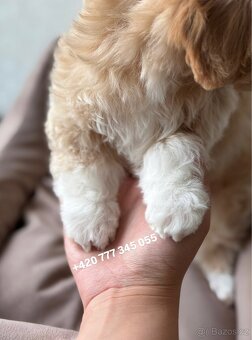 Maltipoo F1 Caramel male pejsek Martin - 4