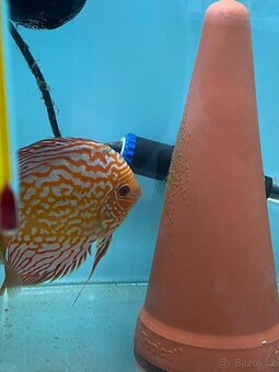 Terčovci Pigeon Checkerboard - chovný pár Discus - 4