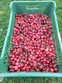 Prodám trhané třešně 55 Kč/ 1 kg - 4