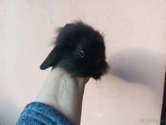 Zakrslý beránek lvíček - 4