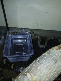 Užovka amurská - 4