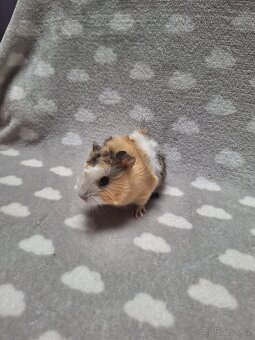 Morče, morčátko, morčata, rozeta - 4