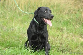 Labradorský retrívr s PP - 4