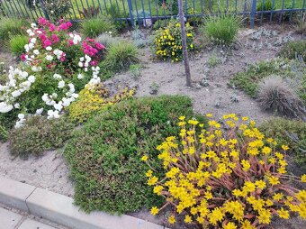 Různé skalničky z předzahrádky - 4