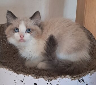 Koťátka ragdoll s PP - 4