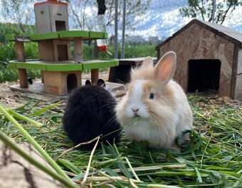 Zakrslí králíčci, zakrslý králík - 4