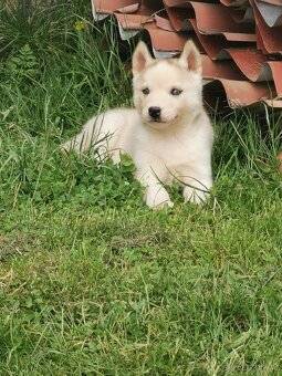 Sibiřský Husky - štěňátka - 4
