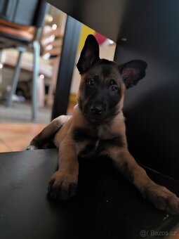 Belgický ovčák malinois s pp - 4