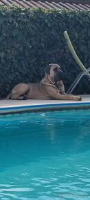 CANE CORSO - 4
