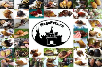 Africký šnek / megapets.eu / Archachatina ventricosa Snails - 4