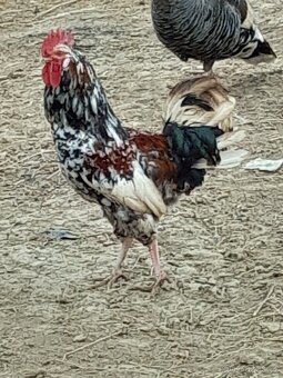 Švédská květina - 4