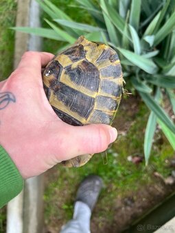 Testudo Hermanni - 4