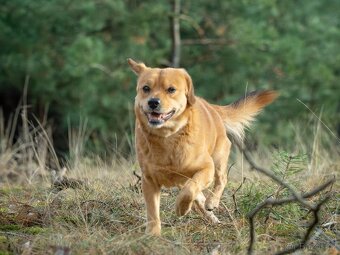 PINGI K ADOPCI - akční veselý mazel, vhodný k dětem - 4