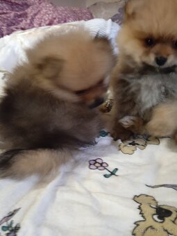 POMERANIAN - 4