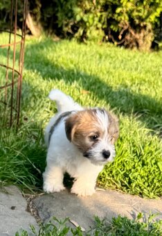 Jack Russell terier - stenata s PP - 4