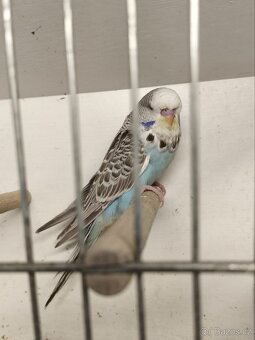 Výstavní andulky - 4