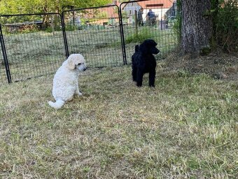 Pudl královský, pudl velký královský - 4