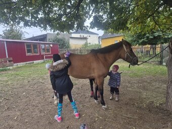 Charakterní valach Hucul - 4