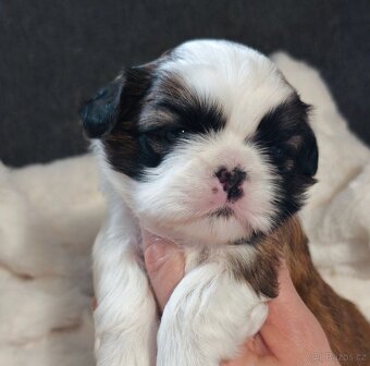 Štěňátka Shih-tzu s PP(shi-tzu, shihtzu) - 4