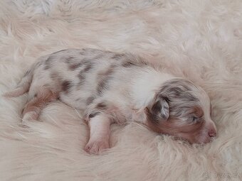 Australský ovčák s PP -  fenečky k rezervaci - 4