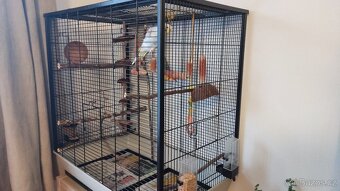 Andulka vlnkovana s kleci - 4