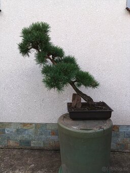 bonsai - 4