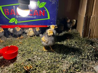 Kuřata - Hedvábnička a Forverka - 4