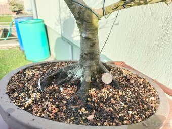 bonsai, bonsaj - 4